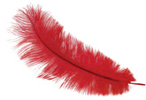 Plume d'autruche Rouge / Plume autruche Rouge / La Maison Du Déguisement