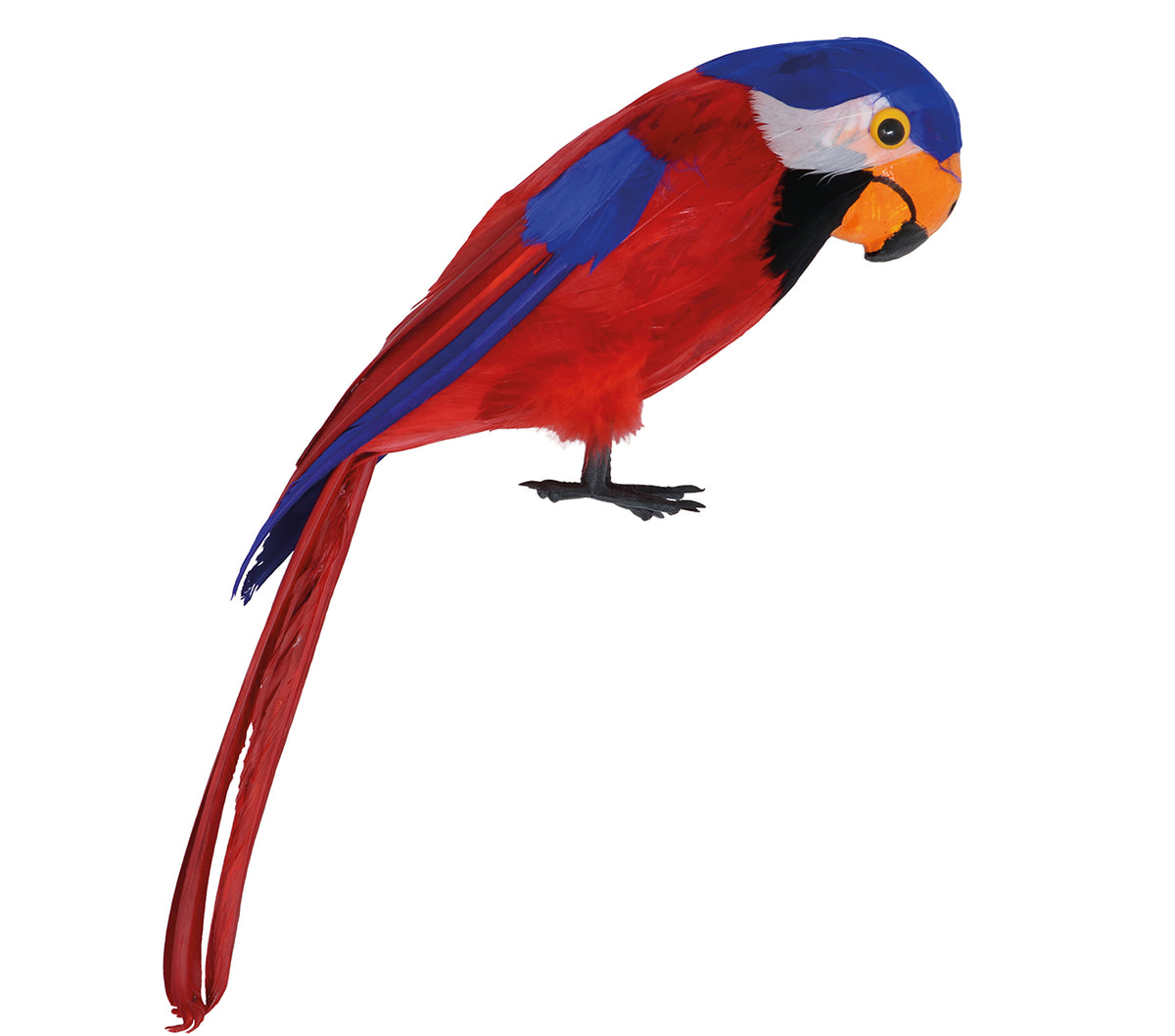 Perroquet Avec Plumes Pirate / Perroquet Avec Plumes Tropical / La Maison Du déguisement